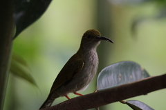 Arachnothera modesta