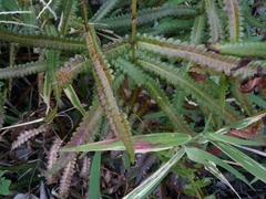 Cyclosorus interruptus