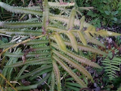 Cyclosorus interruptus