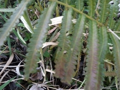 Cyclosorus interruptus