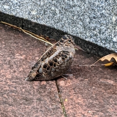 Scolopax minor