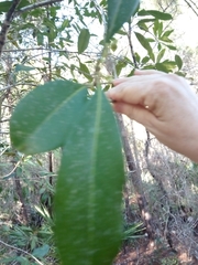 Olea europaea