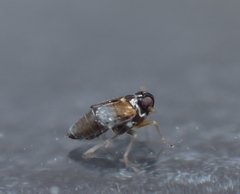 Flavoclypeus andromedus