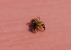 Talavera ikedai
