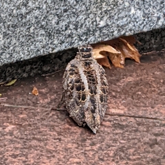Scolopax minor