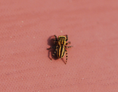 Talavera ikedai