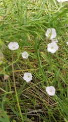 Convolvulus erubescens