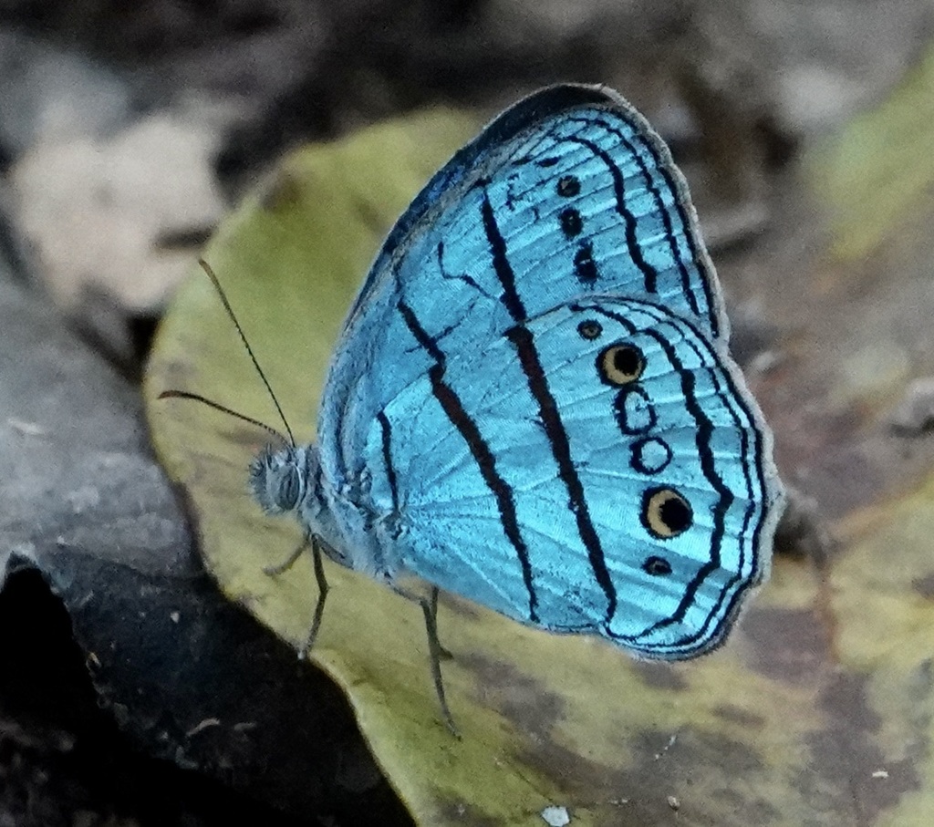 Caeruleuptychia pilata