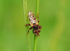 Myopa buccata