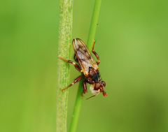 Myopa buccata