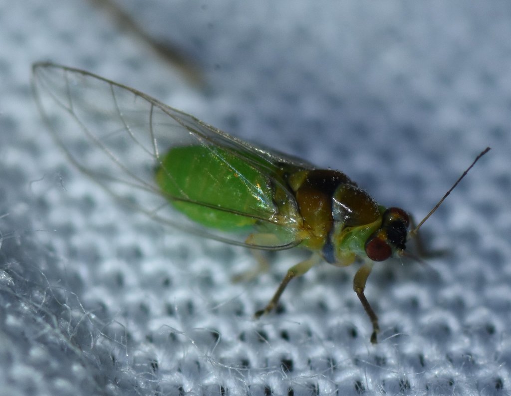 Ceropsylla