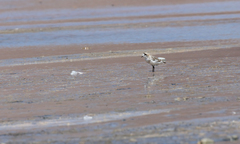 Charadrius alticola