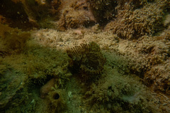 Pseudobranchiomma grandis