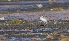Charadrius alticola