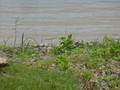 Iguana iguana