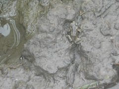 Rhinella horribilis