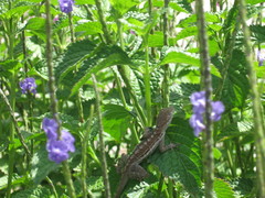 Anolis lineatus