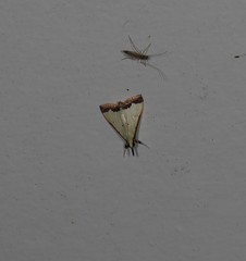 Autocharis hedyphaes