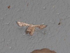 Phazaca leucocephala