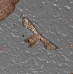 Phazaca leucocephala