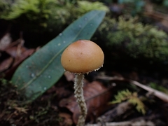 Leratiomyces squamosus squamosus