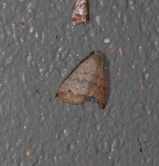 Bocula sejuncta