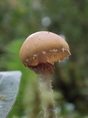 Leratiomyces squamosus squamosus