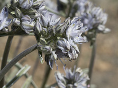 Frasera albicaulis modocensis