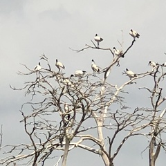 Threskiornis molucca molucca
