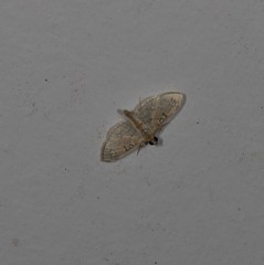 Cotachena hicana
