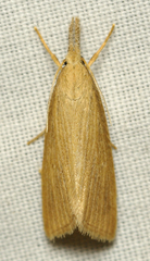 Diatraea crambidoides