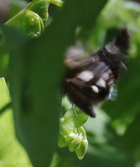 Litocala sexsignata