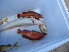 Malacanthus plumieri