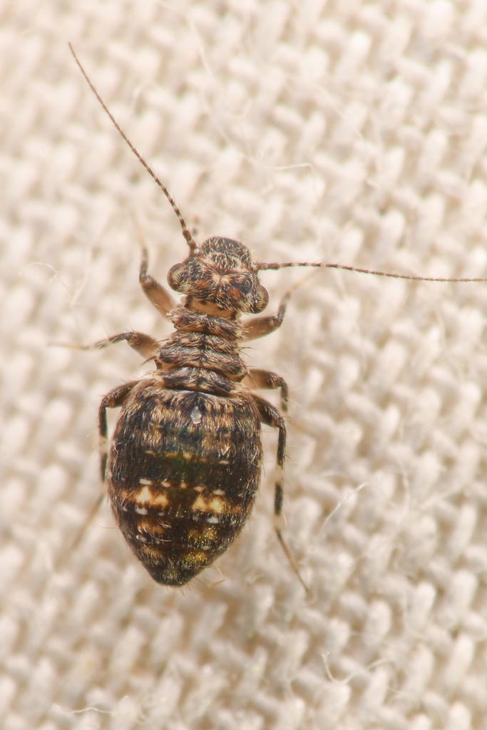 Cerobasis annulata from San Diego County, CA, USA on February 23, 2022