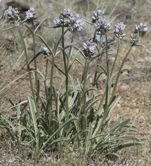 Frasera albicaulis modocensis
