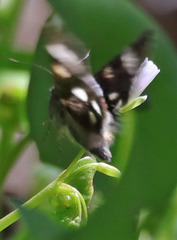 Litocala sexsignata