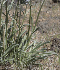 Frasera albicaulis modocensis