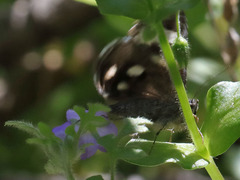 Litocala sexsignata