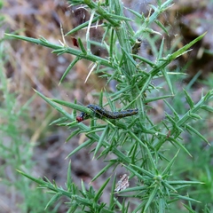 Uresiphita ornithopteralis