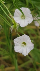 Convolvulus erubescens