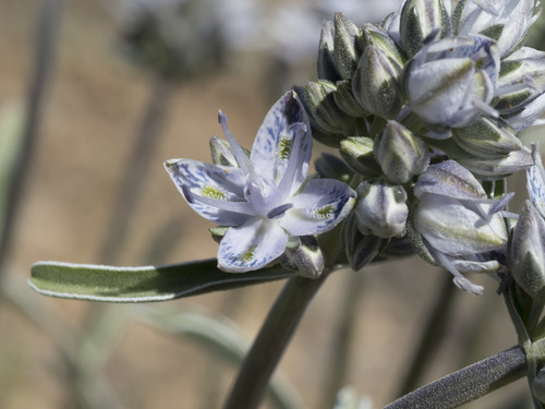 Frasera albicaulis var. modocensis
