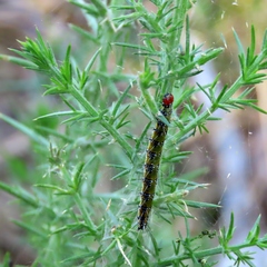 Uresiphita ornithopteralis