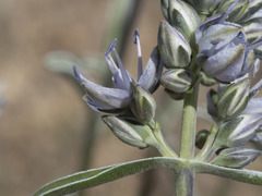 Frasera albicaulis modocensis