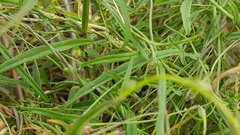 Convolvulus erubescens
