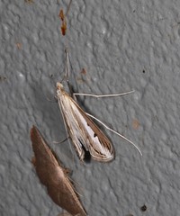 Euclasta maceratalis