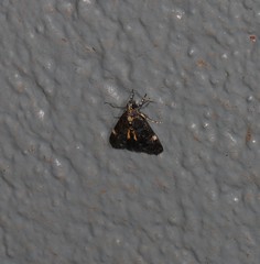 Heliothela ophideresana
