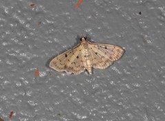 Herpetogramma cynaralis