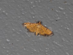 Herpetogramma hipponalis