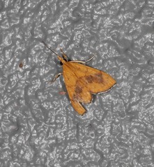 Hyalobathra brevialis
