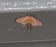 Hymenoptychis sordida